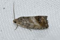 Cydia splendana