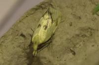 Agapeta hamana