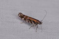 Aristotelia ericinella