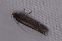 Aroga velocella