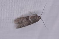 Blastobasis glandulella