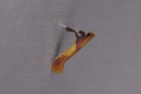Caloptilia alchimiella/robustella