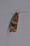 Celypha cespitana