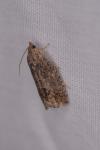 Cydia fagiglandana/splendana
