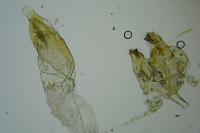 Oxypteryx unicolorella