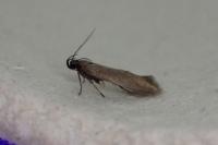 Oxypteryx unicolorella