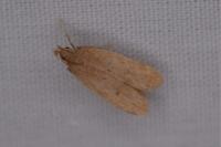 Helcystogramma lutatella