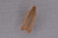 Helcystogramma lutatella