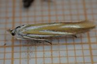 Coleophora vibicella