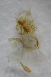 Cnephasia asseclana