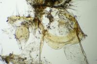Cnephasia asseclana