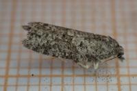 Cnephasia asseclana
