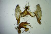 Aethes piercei