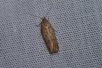 Bryotropha terrella