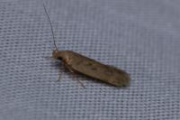 Bryotropha terrella