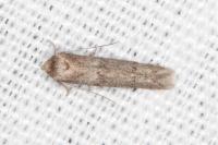 Blastobasis phycidella