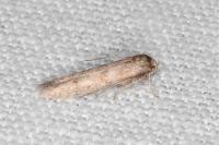 Blastobasis phycidella