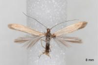 Coleophora caespititiella