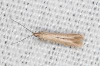 Coleophora caespititiella