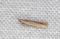 Coleophora caespititiella