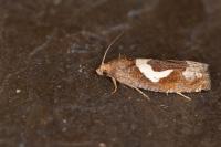 Epiblema foenella