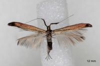 Coleophora aleramica