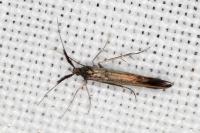Coleophora aleramica