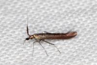 Coleophora aleramica
