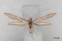 Coleophora calycotomella