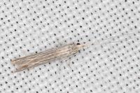 Coleophora calycotomella