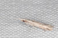 Coleophora calycotomella