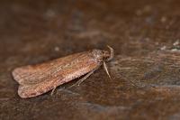 Levipalpus hepatariella