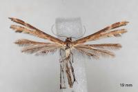 Oxyptilus laetus