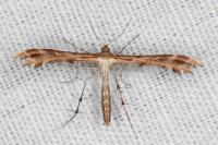 Oxyptilus laetus