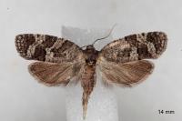 Cnephasia ecullyana