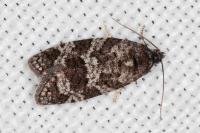 Cnephasia ecullyana