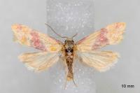 Diceratura amaranthica