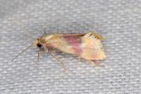 Diceratura amaranthica