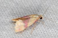 Diceratura amaranthica