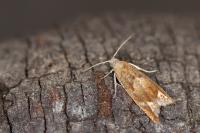 Eucosma conterminana
