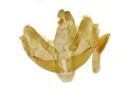 Levipalpus hepatariella
