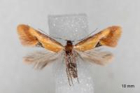 Batia lunaris
