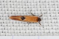 Batia lunaris