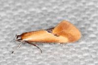 Batia lunaris