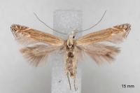 Isophrictis celsei