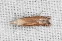 Isophrictis celsei