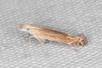 Isophrictis celsei