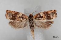 Gypsonoma imparana