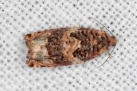 Gypsonoma imparana