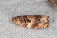 Gypsonoma imparana